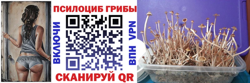 купить   Шуя  Галлюциногенные грибы прущие грибы 